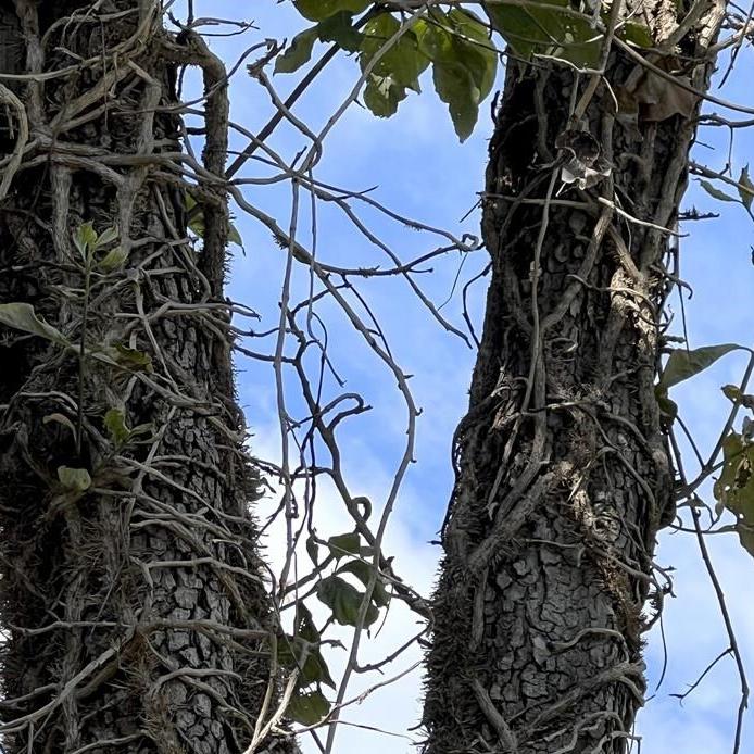 Invasive and ubiquitous, English ivy can hurt trees and plants. Removing it isn't easy